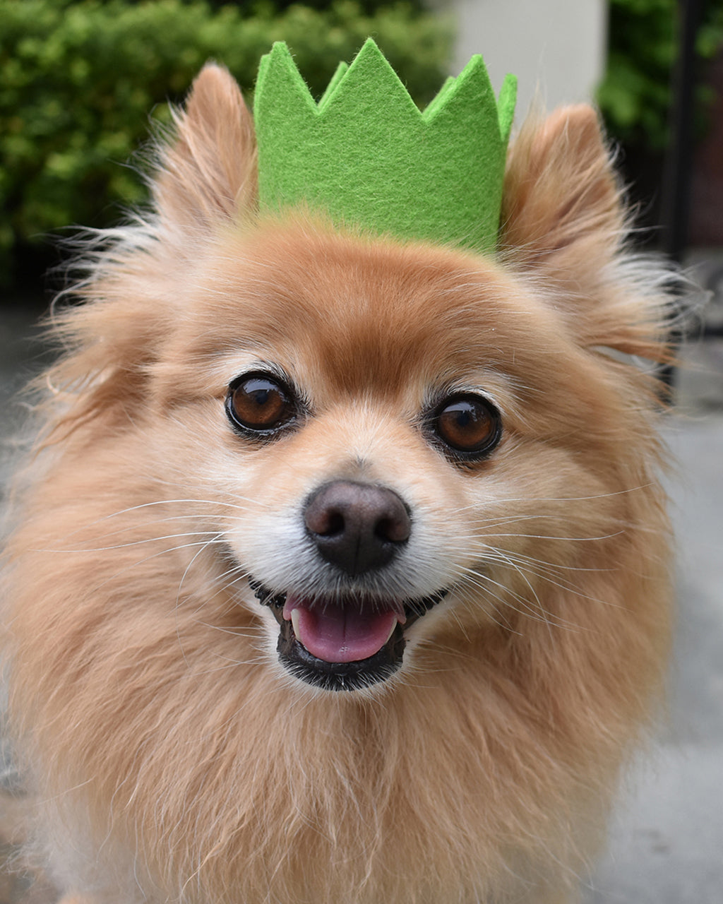 MODERNBEAST Bright Party Crowns