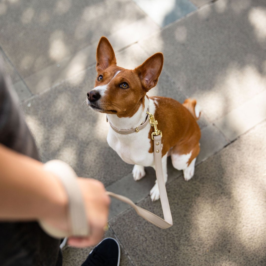 Nina Woof - Leash 4ft - Vegan Leather