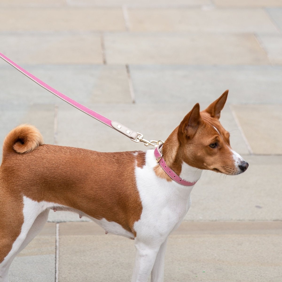 Nina Woof - Leash 4ft - Vegan Leather