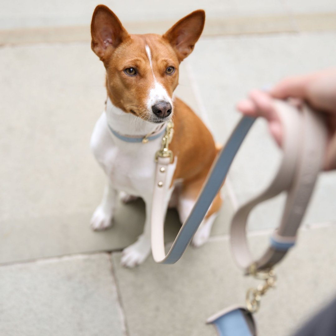 Nina Woof - Leash 4ft - Vegan Leather