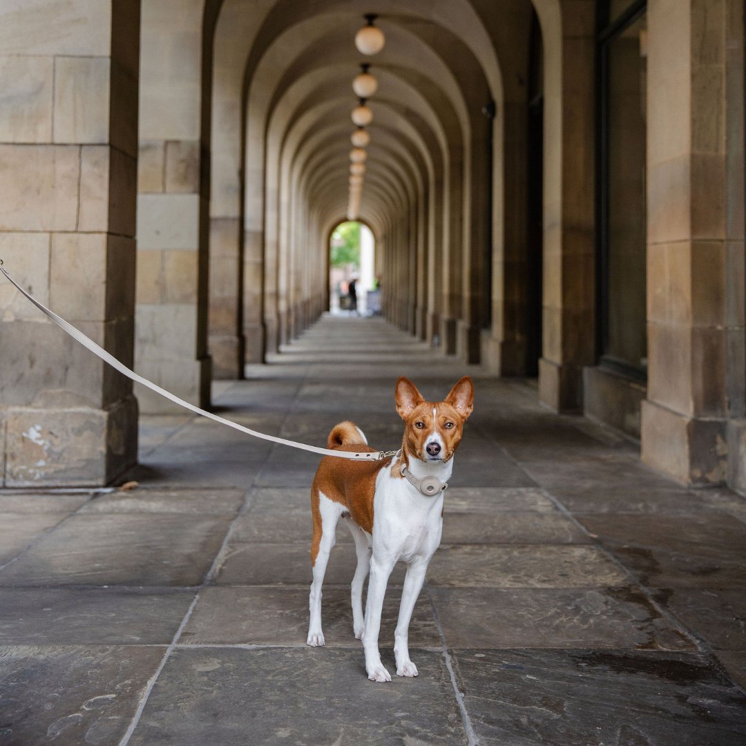 Nina Woof - Leash 4ft - Vegan Leather