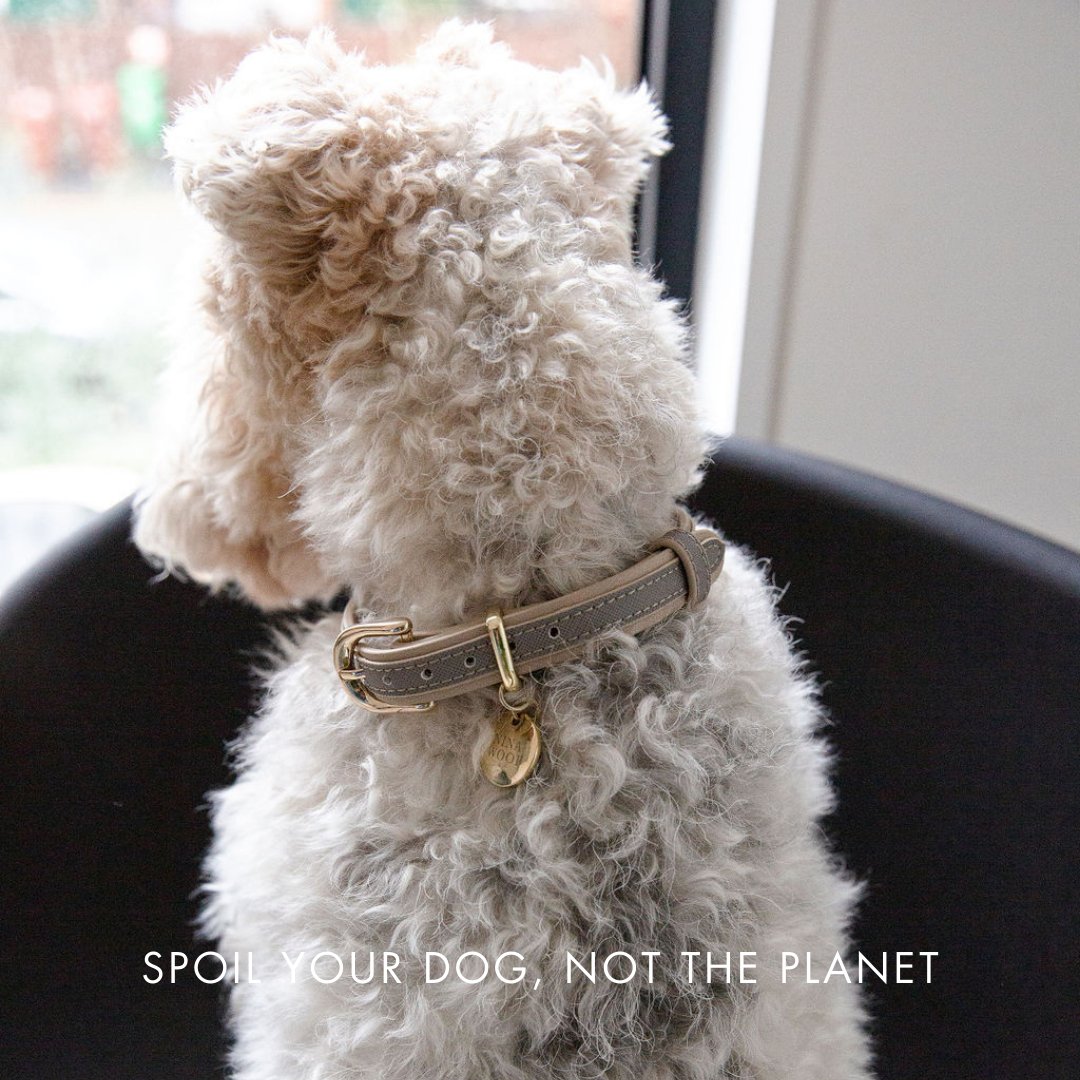 Nina Woof Collar - Vegan Leather - London