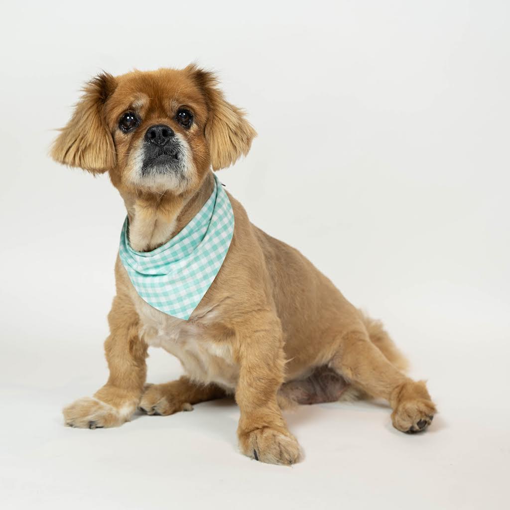MODERNBEAST  Gingham Bandana