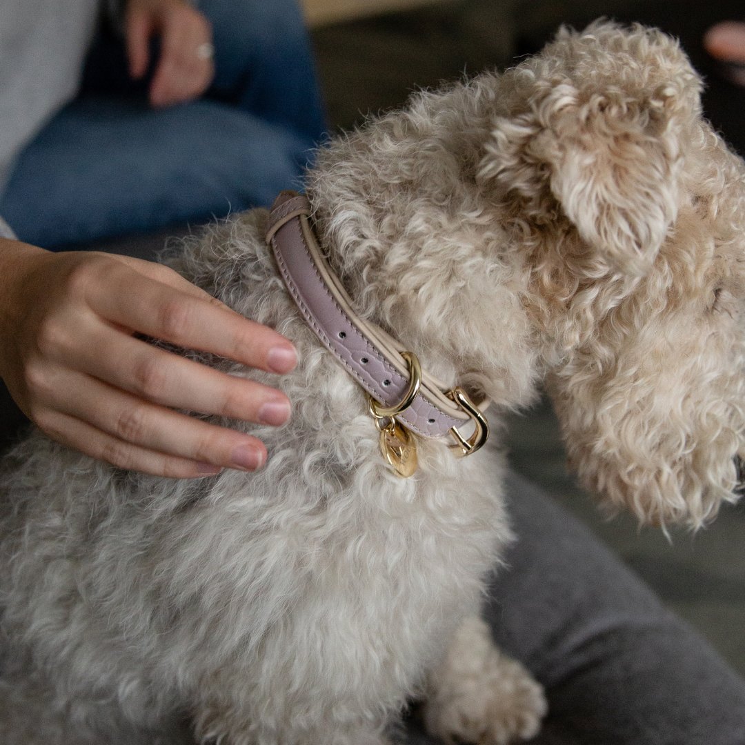 Nina Woof Collar - Vegan Leather - Milan