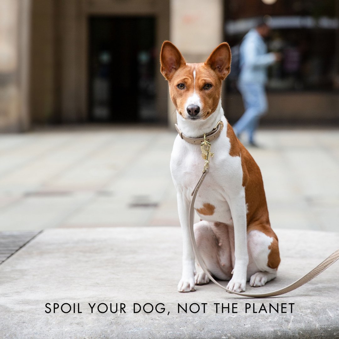 Nina Woof Collar - Vegan Leather - Milan