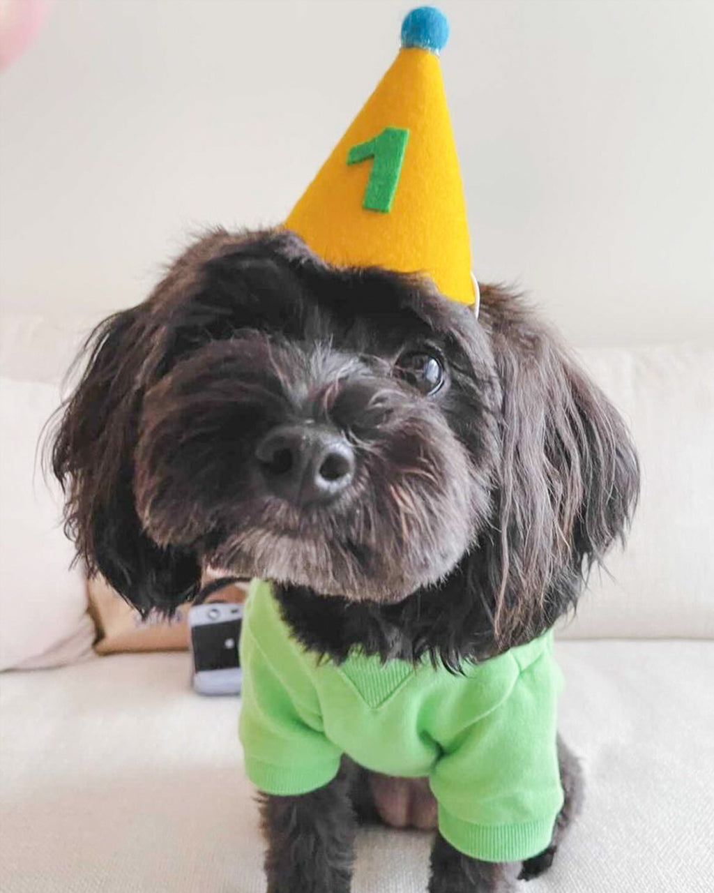 MODERNBEAST Pawty Hat - Green Number