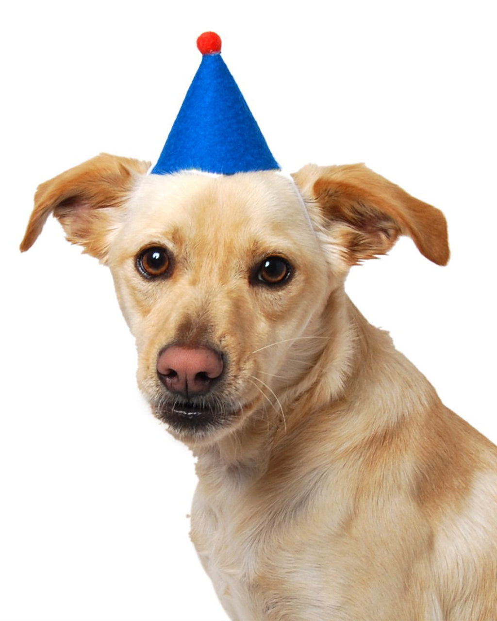MODERNBEAST Pawty Hat