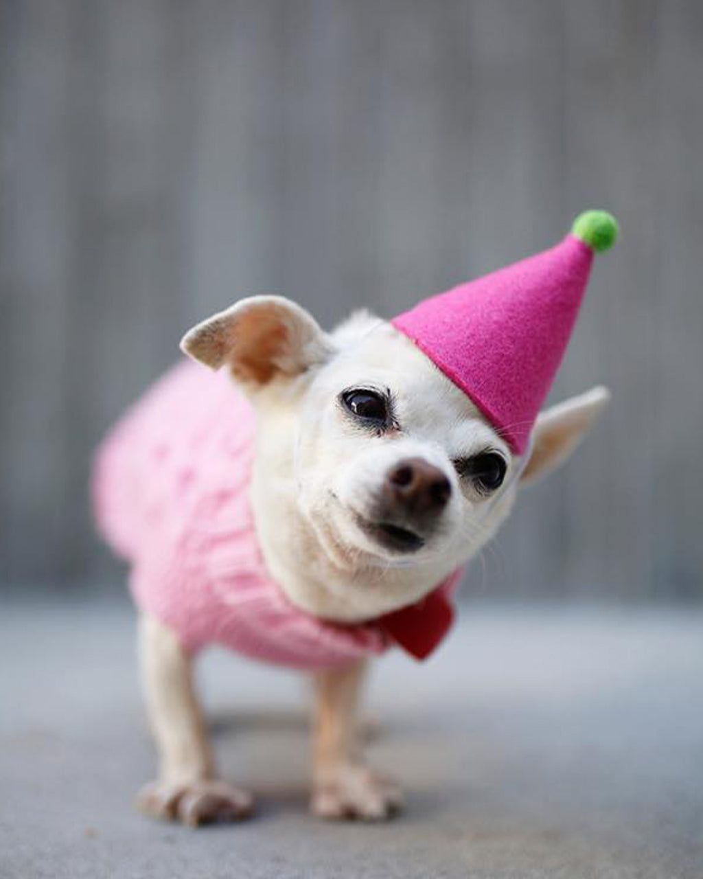 MODERNBEAST Pawty Hat