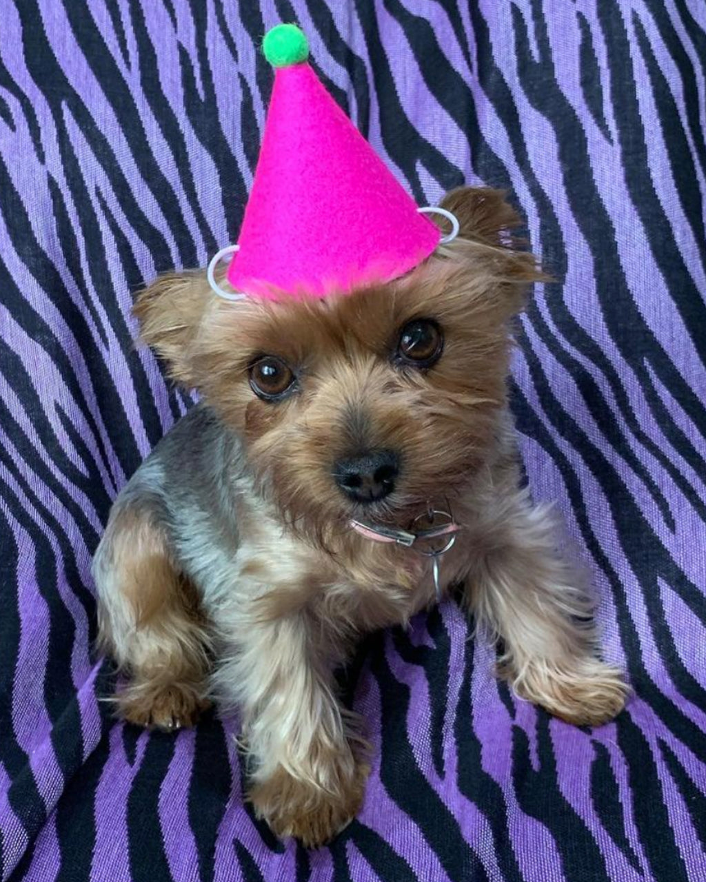 MODERNBEAST Pawty Hat