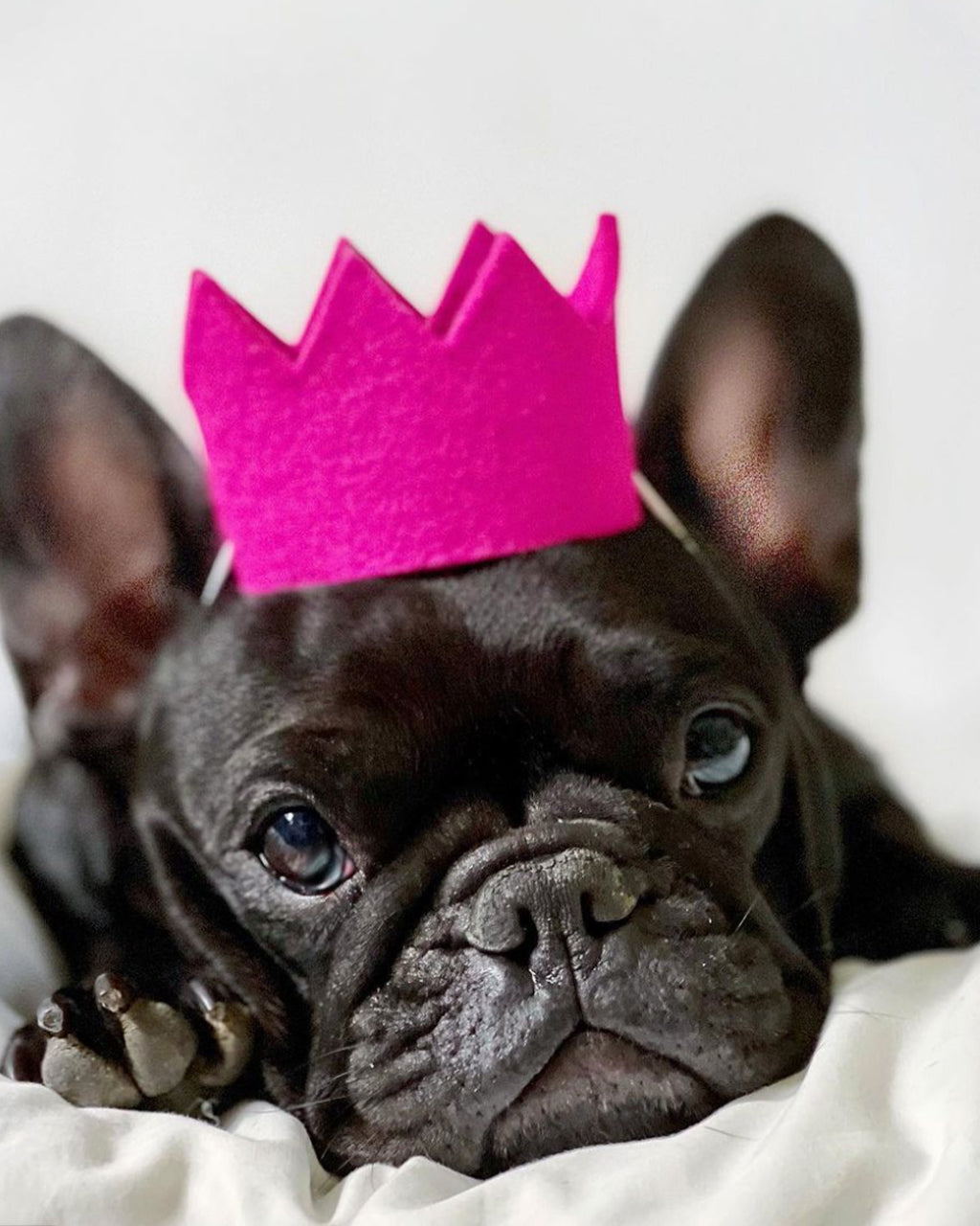 MODERNBEAST Bright Party Crowns