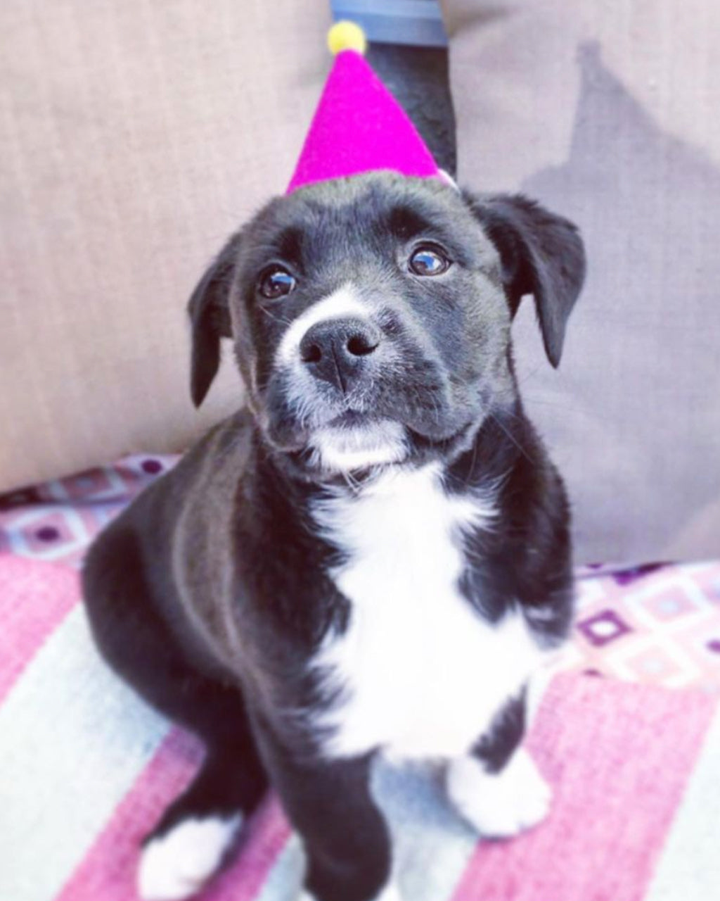 MODERNBEAST Pawty Hat