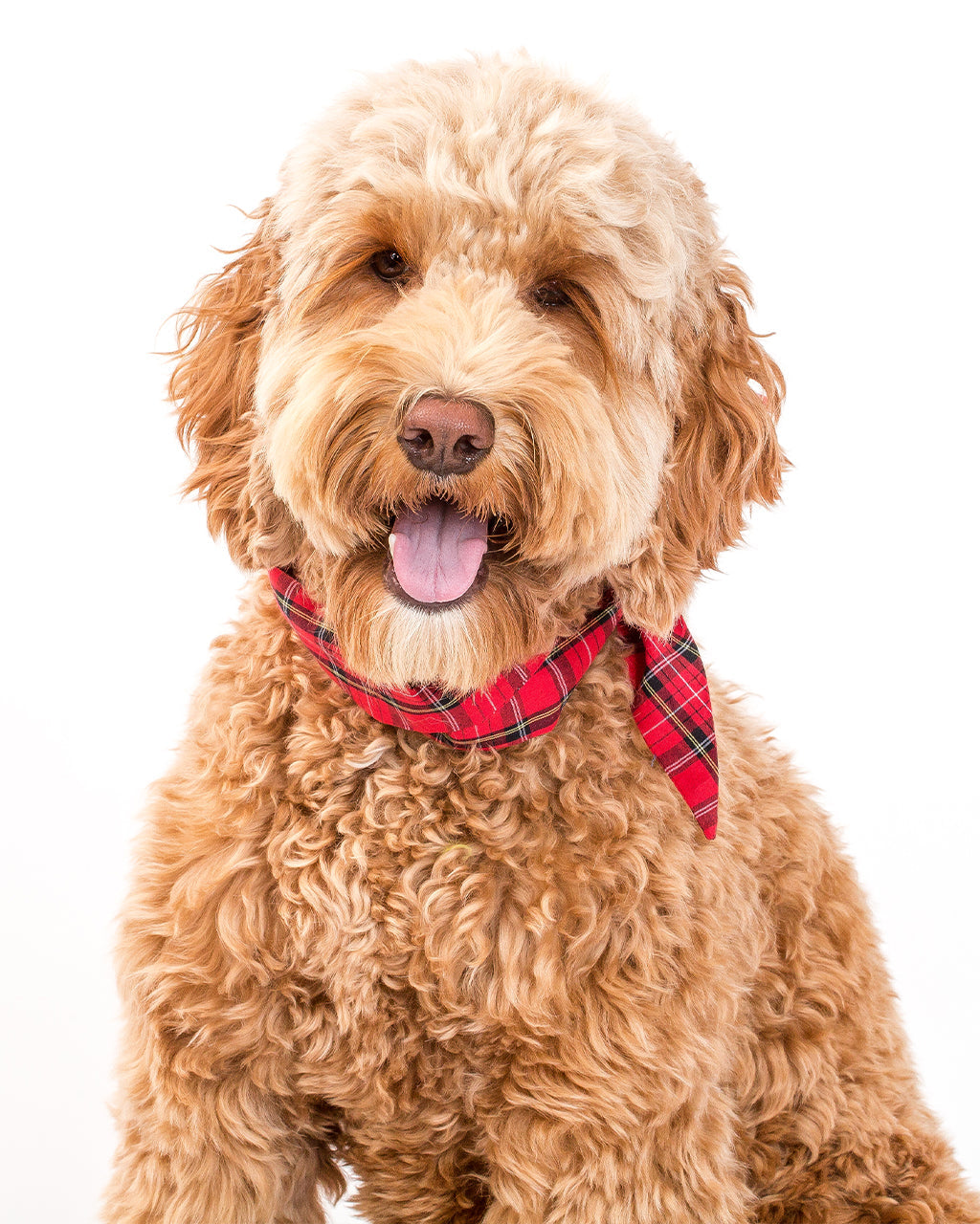 MODERNBEAST Winter Necktie