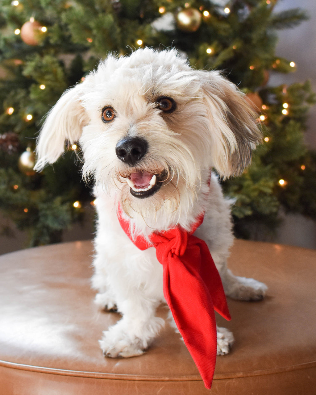 MODERNBEAST Winter Necktie