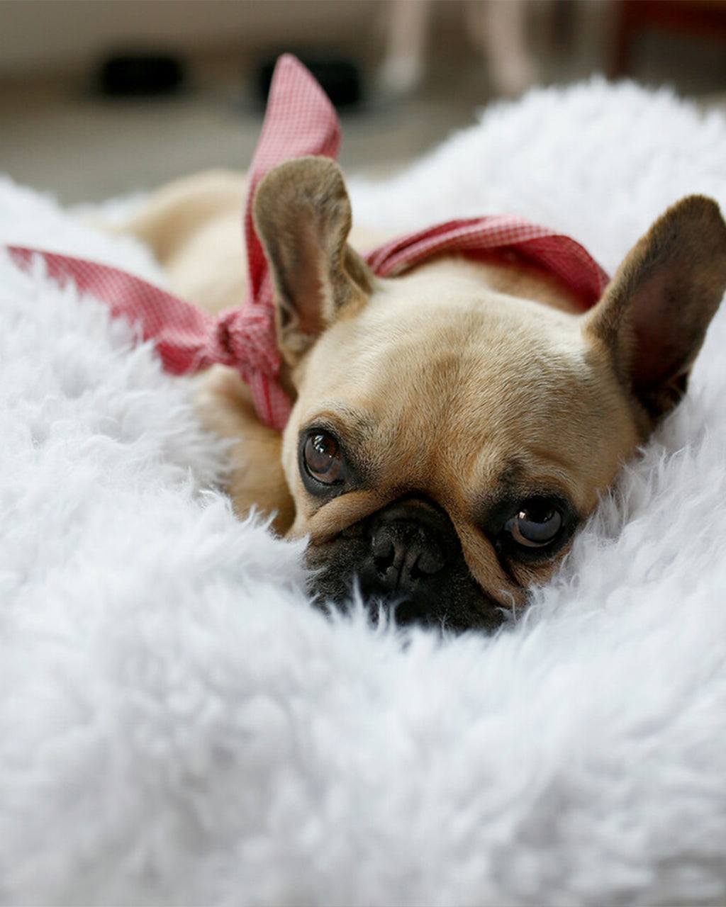 MODERNBEAST Classic Necktie