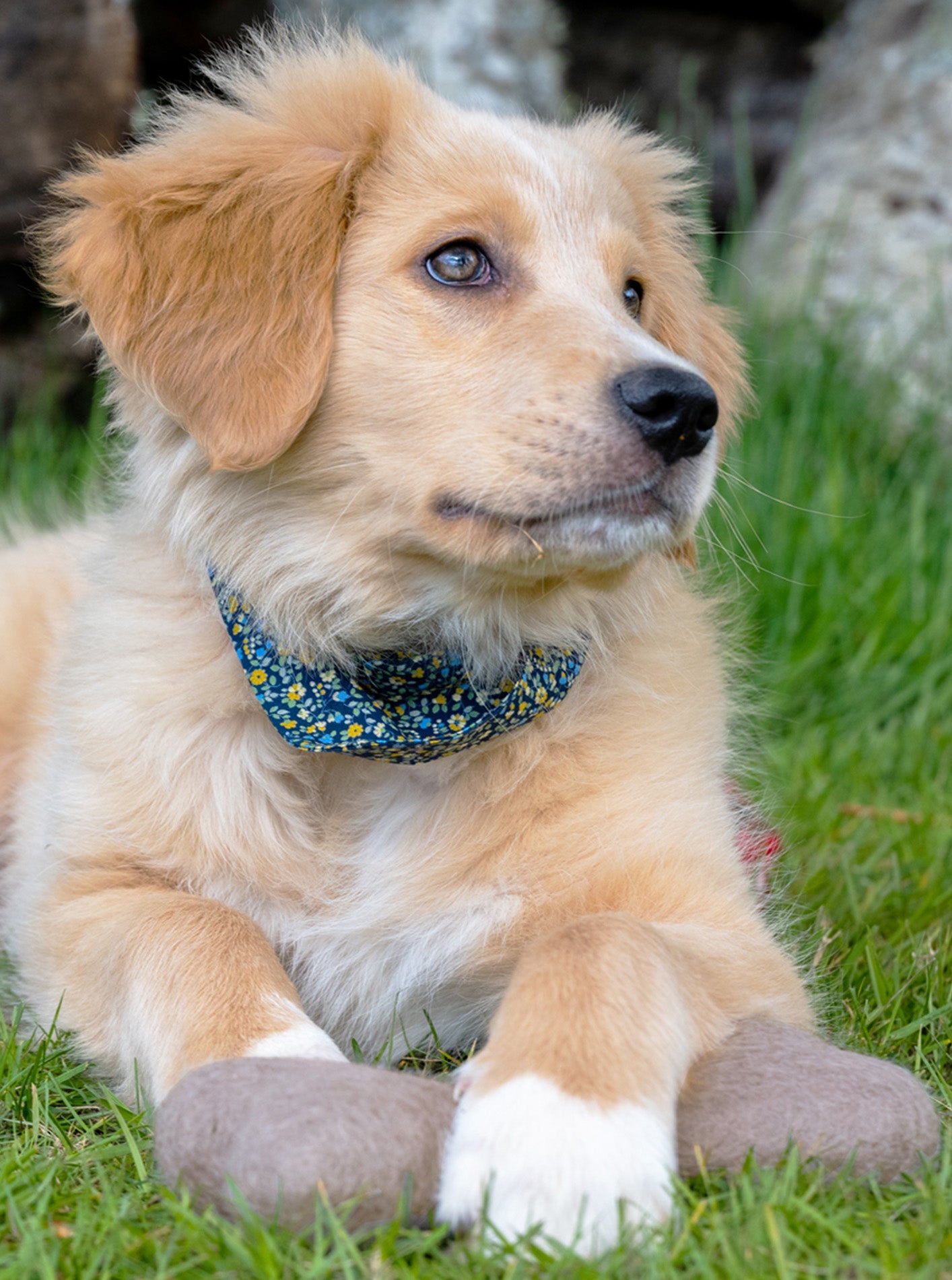 MODERNBEAST - Neutral Woolbone Dog Toy