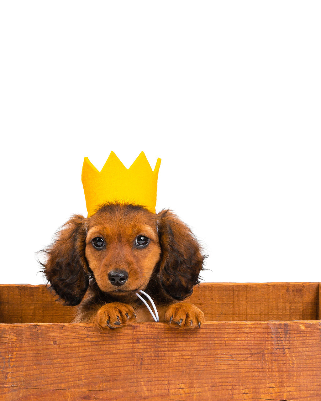 MODERNBEAST Bright Party Crowns